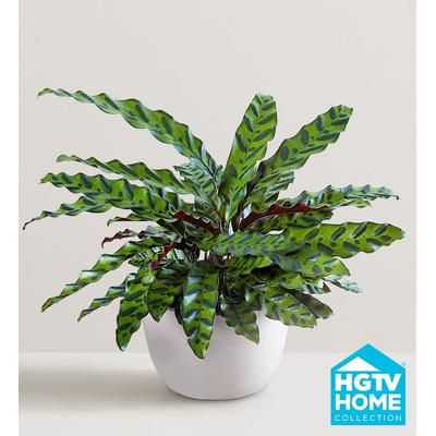 1-800-Flowers Plant Delivery Calathea Rattlesnake