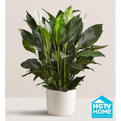 1-800-Flowers Flower Delivery Calming Peace Lily Floor Plant