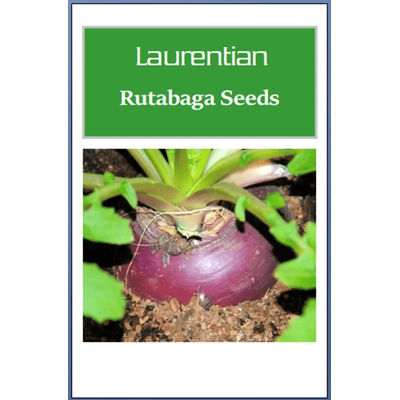Laurentian Rutabaga Seeds, Non GMO Heirloom Garden Seeds For Healthy, Homegrown Crops 50 Seeds