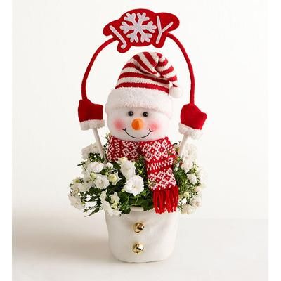 1-800-Flowers Plant Delivery Frosty The Snow Plant