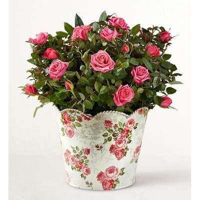 1-800-Flowers Plant Delivery Plant Of The Month Club 12 Months