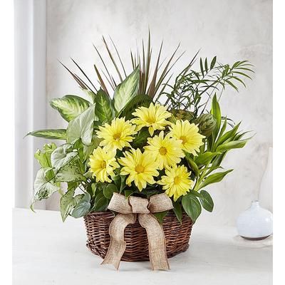 1-800-Flowers Plant Delivery Dish Garden W/ Fresh Cut Flowers Medium Plant