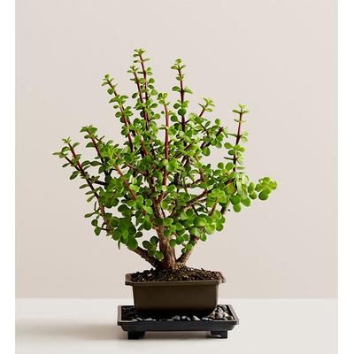 1-800-Flowers Plant Delivery Dwarf Jade Bonsai Small Plant | Happiness Delivered To Their Door