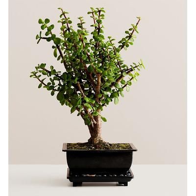 1-800-Flowers Plant Delivery Dwarf Jade Bonsai Medium Plant | Happiness Delivered To Their Door