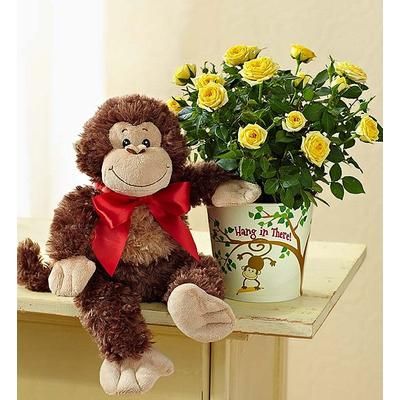 1-800-Flowers Flower Delivery Hang In There Rose Plant W/ Monkey | Happiness Delivered To Their Door
