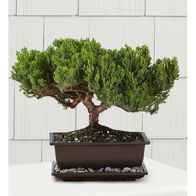 1-800-Flowers Plant Delivery Juniper Bonsai Medium Plant | Happiness Delivered To Their Door