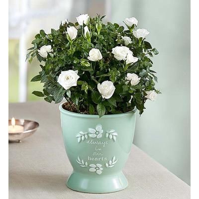 1-800-Flowers Flower Delivery Heartfelt Memory Rose Plant | Happiness Delivered To Their Door