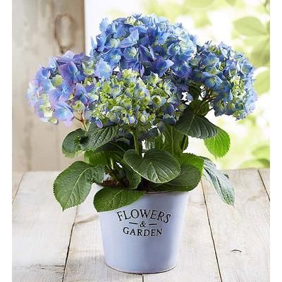 1-800-Flowers Everyday Gift Delivery Garden Hydrangea Large | Same Day Delivery Available