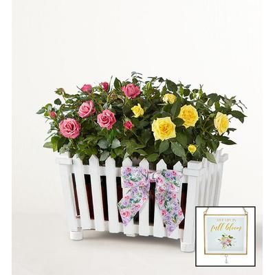 1-800-Flowers Flower Delivery Charming Rose Garden Large W/ Suncatcher | Send The Gift Of Flowers
