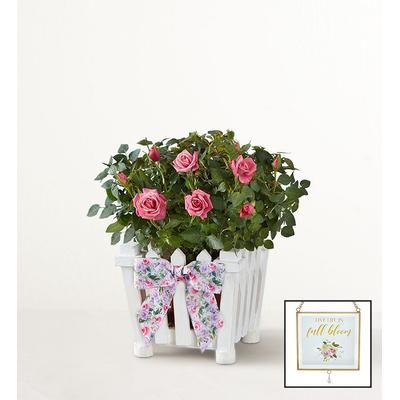 1-800-Flowers Flower Delivery Charming Rose Garden Small W/ Suncatcher | Same Day Delivery Available | Happiness Delivered To Their Door