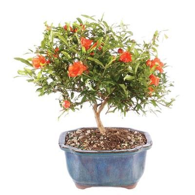 Flowers - Pomegranate Bonsai Tree