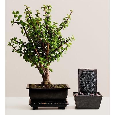 1-800-Flowers Plant Delivery Dwarf Jade Bonsai Dwarf Jade Bondai - Md W. New Fountain
