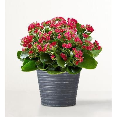 1-800-Flowers Plant Delivery Kalanchoe Plant