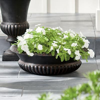 Lucas Bowl Planter - Grandin Road