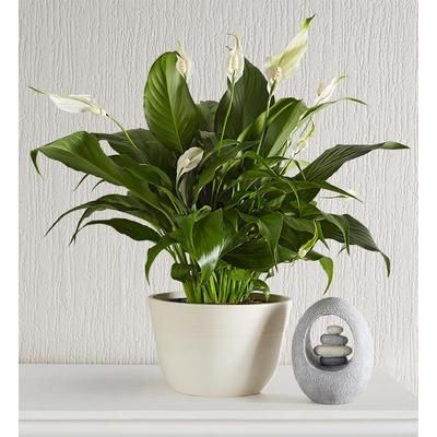 1-800-Flowers Plant Delivery Calming Peace Lily Plant Medium Tabletop W/ Keepsake