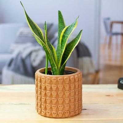 'Handcrafted Skull-Patterned Round Beige Ceramic Flower Pot'