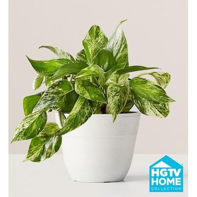 1-800-Flowers Plant Delivery Devil's Ivy Medium Plant