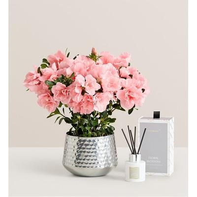 1-800-Flowers Plant Delivery Pretty Pink Azalea Small Plant W/ Diffuser