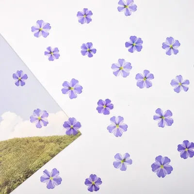 Natural Flower Petal Purple Beauty Cherry Pressed Flowers, DIY Jewelry Mini Seals Dropstick Phone Case Facial Decor, 1-1.5cm/12P