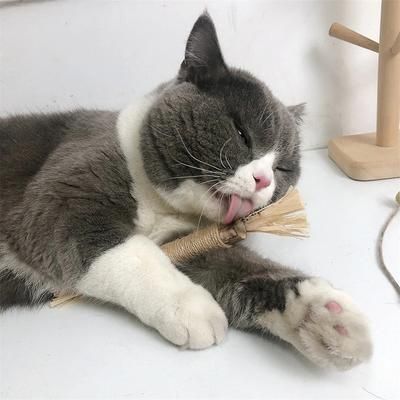 Natural Matatabi Catnip Toys: Promote Digestion, Clean Teeth, Remove Hair Silvervine Kitten Chew Stick 3PCS