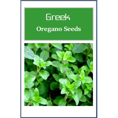 Greek Oregano Seeds, Non GMO Heirloom Herb Seeds For Garden 6000 Seeds