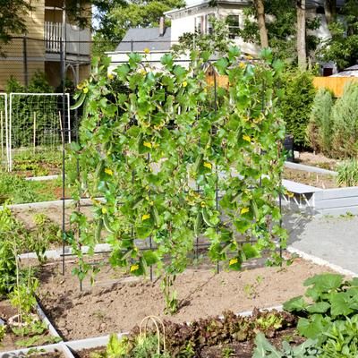 U Shaped Tall Garden Arched Trellis For Climbing Plants, Cucumber Tomato Flower Vine Support Frame Outdoor Arch U Shaped Tall Garden Arched Trellis For Climbing Plants, Cucumber Tomato Flower Vine Support Frame Outdoor Arch