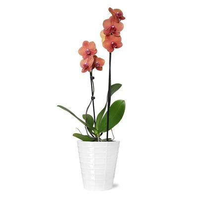 1-800-Flowers Plant Delivery Bonfire Orchid Plant