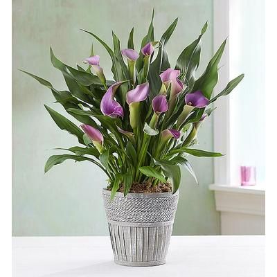 1-800-Flowers Birthday Delivery Elegant Calla Lily Large Purple | Happiness Delivered To Their Door