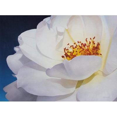 Illuminated Corolla,'Signed Oil Painting of a White Rose'