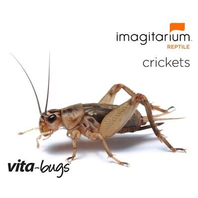 Vita-Bugs Crickets - 3/8", 500 Count, 3/8 inch