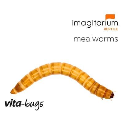 Vita-Bugs Mealworms - Giant, 1000 Count