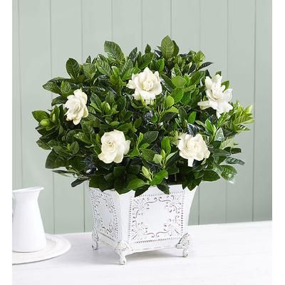 1-800-Flowers Plant Delivery Grand Gardenia Medium Plant | Happiness Delivered To Their Door