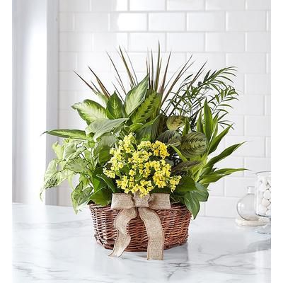 1-800-Flowers Everyday Gift Delivery European Dish Garden Medium