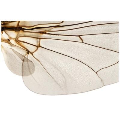 Shapingwaves Insects & Swarms