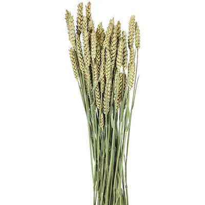Épis de blé, vert, 100 g