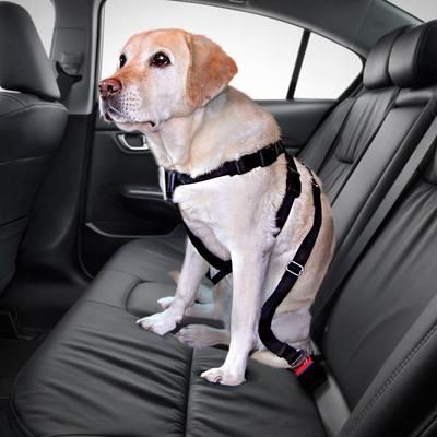 Set Imbracatura per cani Trixie + Coperta in microfibra Smartpet Pawzzz - 70 - 90 cm circ. torace + coperta L 100 x P 75 cm