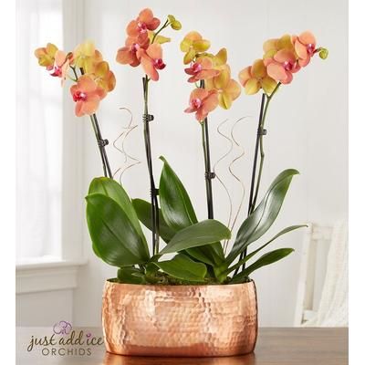 1-800-Flowers Flower Delivery Bonfire Warmth Orchid Large | Happiness Delivered To Their Door