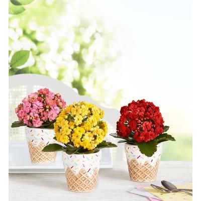 1-800-Flowers Plant Delivery Sweet Treat Mini Plant Trio