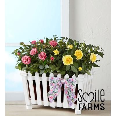 1-800-Flowers Flower Delivery Charming Rose Garden Large