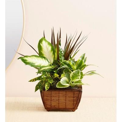 1-800-Flowers Gifts Delivery Zen Dish Garden Small
