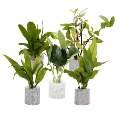 Tube Plant Combo Pack C, Small