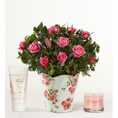 1-800-Flowers Flower Delivery Classic Budding Rose Small W/ Candle & Lotion