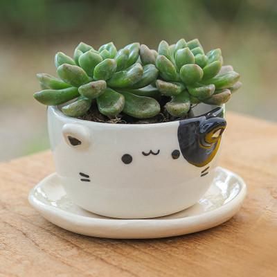 'Handcrafted Cat-Shaped Ceramic Mini Flower Pot with Saucer'
