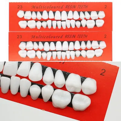 28pcs modello di addestramento dentale modello di denti permanenti protesi in resina denti puntelli