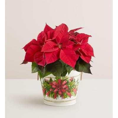 1-800-Flowers Plant Delivery Holiday Traditions Poinsettia Small Plant