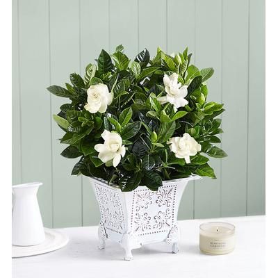 1-800-Flowers Plant Delivery Grand Gardenia Small Plant W/ Candle
