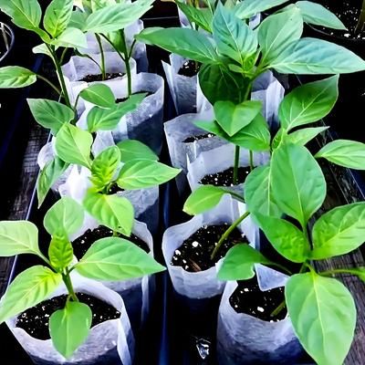 TEMU 500pcs Seedling Bags - Non-woven Fabric Plant Grow Pouches, 3.15x3.94in - Home Gardening & Agricultural Use