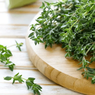 Heirloom Thyme Seeds, Non GMO, Open Pollinated Herb Seeds For Gardening & Cooking 3000 Seeds