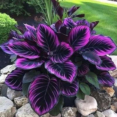 Purple Tip Calathea Couture Seeds 25+ Beautiful Plants For Indoor Or Outdoor Flowering Display Purple Tip Calathea Couture Seeds 25+ Beautiful Plants For Indoor Or Outdoor Flowering Display