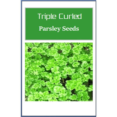 Triple Curled Parsley Seeds, Heirloom NON GMO, Culinary Herb Garden Seeds 2000 Seeds